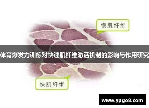 体育爆发力训练对快速肌纤维激活机制的影响与作用研究